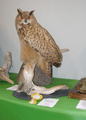 2010-bubo
